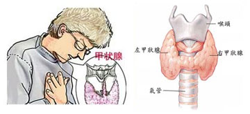 什么是甲状腺